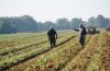 Father and son farmers conversing among rows of sweet potatoes