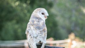 Bird of prey nightlife Barn Owl