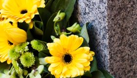 Closeup yellow daisys on granite stone, copy space