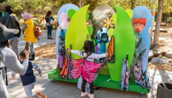 As the western monarch butterflies return to Southern California, Kidspace Museum in Pasadena kicks off it's annual butterfly season event