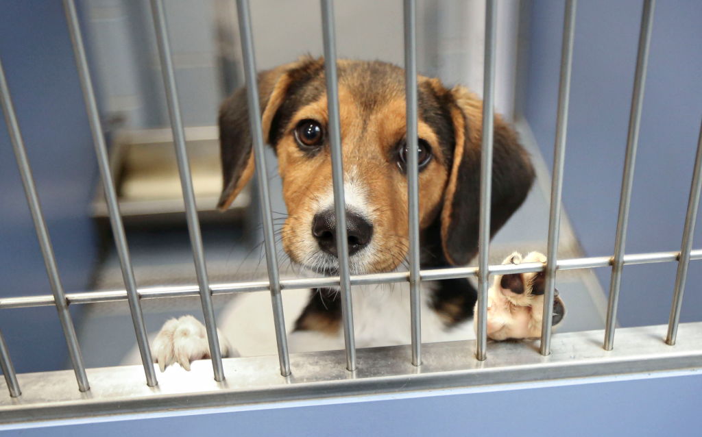 Clear the Shelters Campaign Launches to Help Local Shelters Crisis