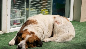 A large, lonely brown dog with white paws and a muzzle lies in an animal shelter. Portrait of a sad abandoned dog. A homeless, sick, sterilized and vaccinated dog sleeps outside, on the territory of a veterinary clinic, on a sunny summer day.