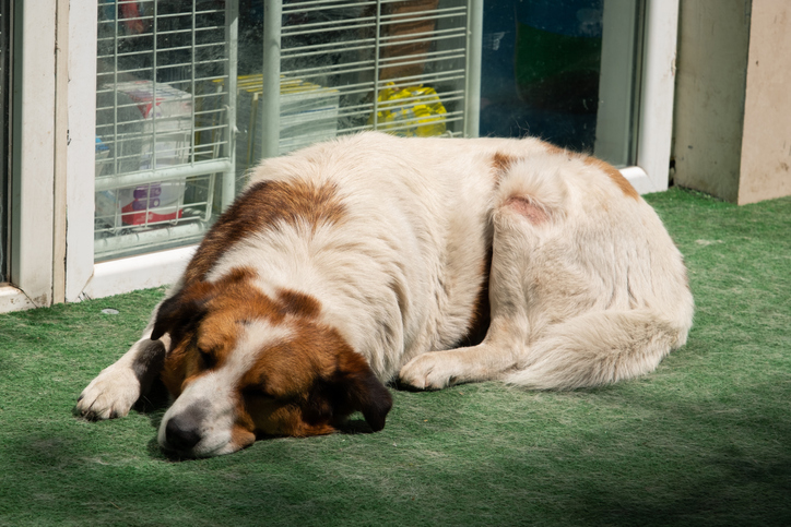 A large, lonely brown dog with white paws and a muzzle lies in an animal shelter. Portrait of a sad abandoned dog. A homeless, sick, sterilized and vaccinated dog sleeps outside, on the territory of a veterinary clinic, on a sunny summer day.
