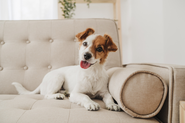 Dog panting sitting on couch at home