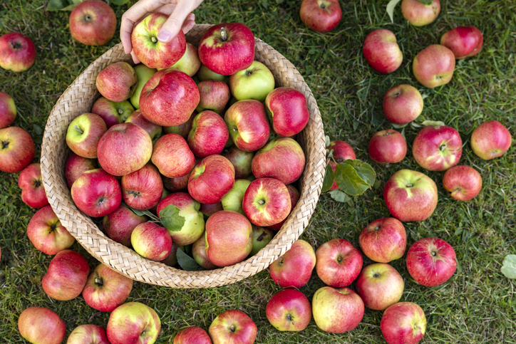 Organic red ripe apples
