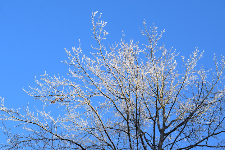 thin icy white tree