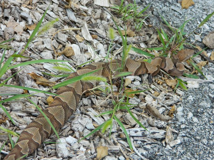 Copperhead Snake