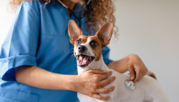 Female vet examines smiling terrier