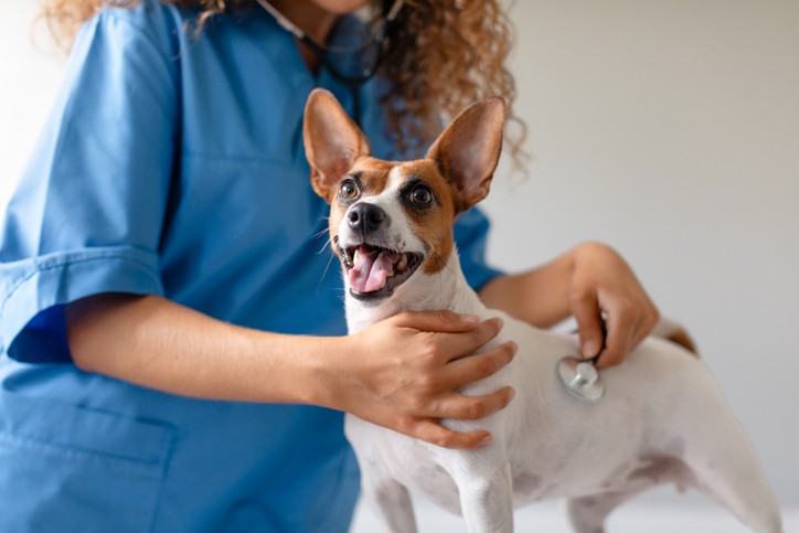 Female vet examines smiling terrier