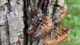 Cicada Brood X Virginia invasion emergence