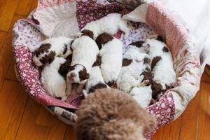 Mother Dog Sitting And Watching Her Puppies
