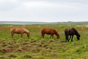 Horses grazing on the grassland, Iceland