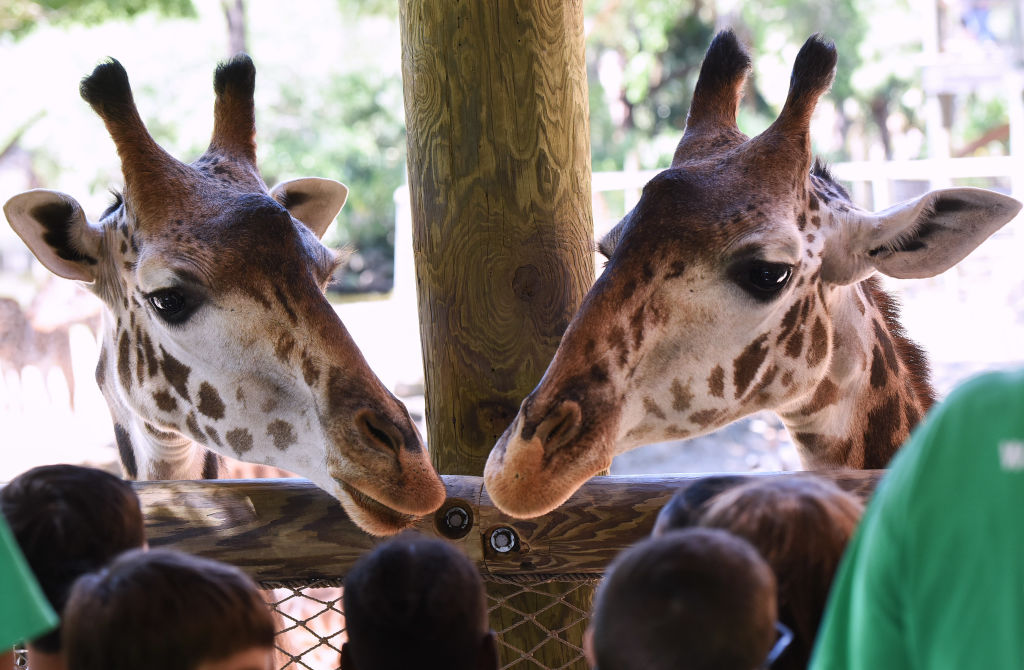 Giraffes wait to be fed by visitors at the Brevard Zoo in...