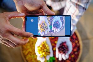 Hand holding smart phone taking Arabica coffee cherries in basket