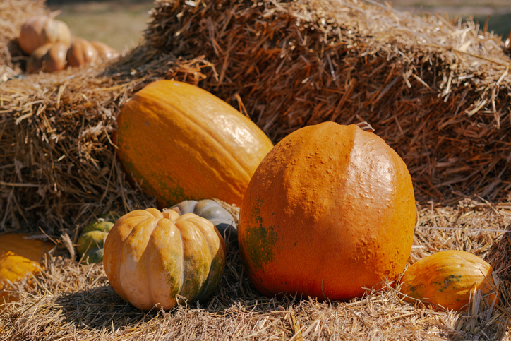 preparing the colorful pumpkin season. Halloween