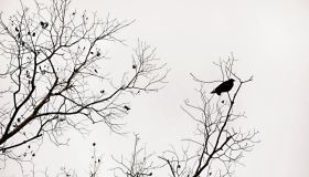 Bird in an almost bare tree on a cloudy winter day