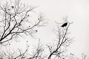 Bird in an almost bare tree on a cloudy winter day