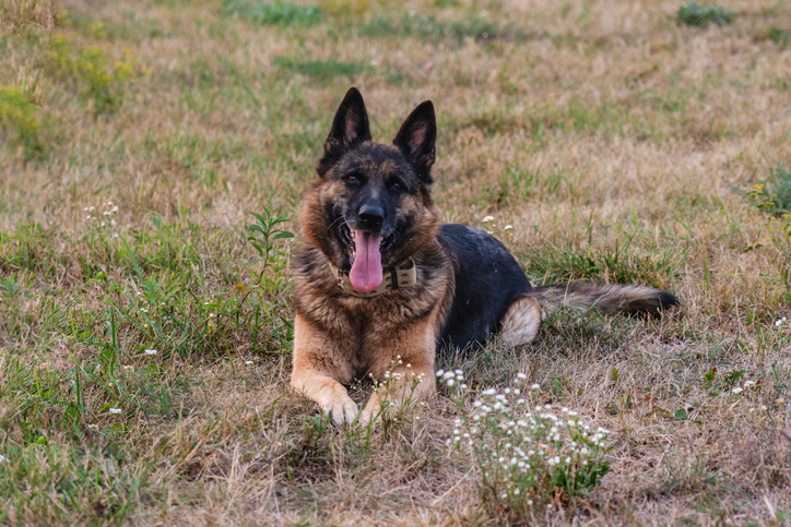 Lying beautiful german shepherd dog resting on grass