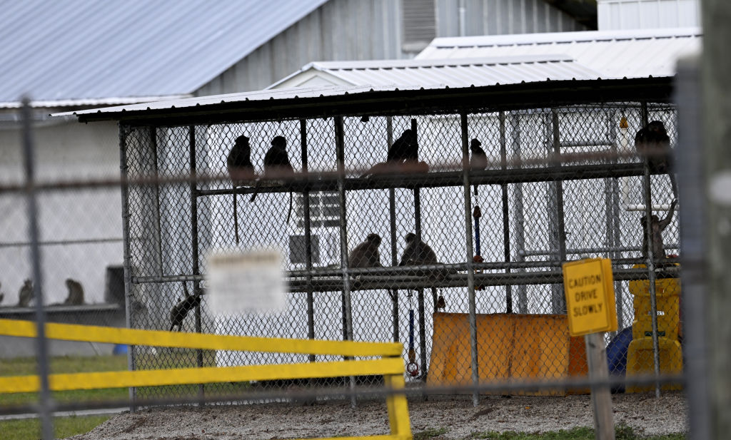 43 monkeys escape South Carolina research facility