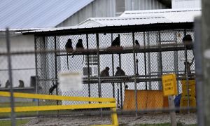 43 monkeys escape South Carolina research facility