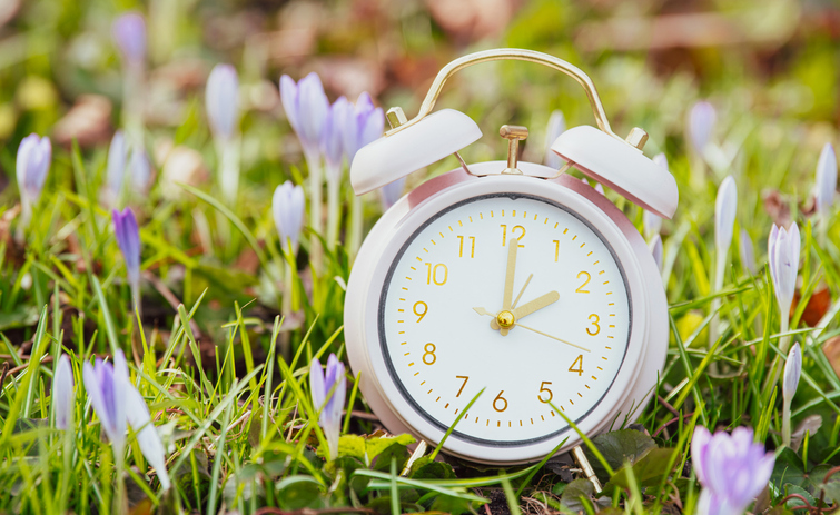 Alarm clock with crocus flowers, switch to daylight saving time in spring, summertime changeover