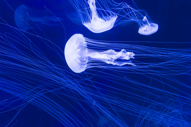 Jellyfish