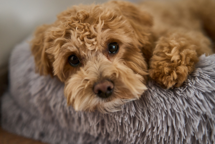 An Adorable Puppy is Happily Enjoying Its Time While Relaxing Comfortably on a Cozy Bed