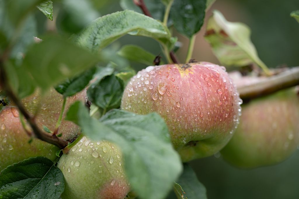 Opening apple season Saxony