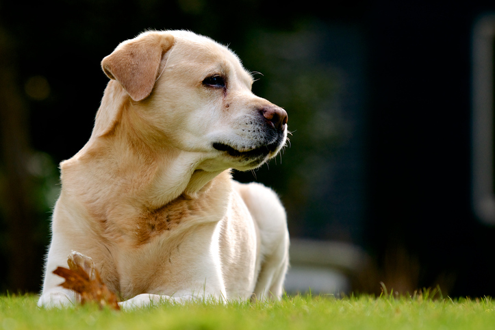 Labrador dog enjoying his bone