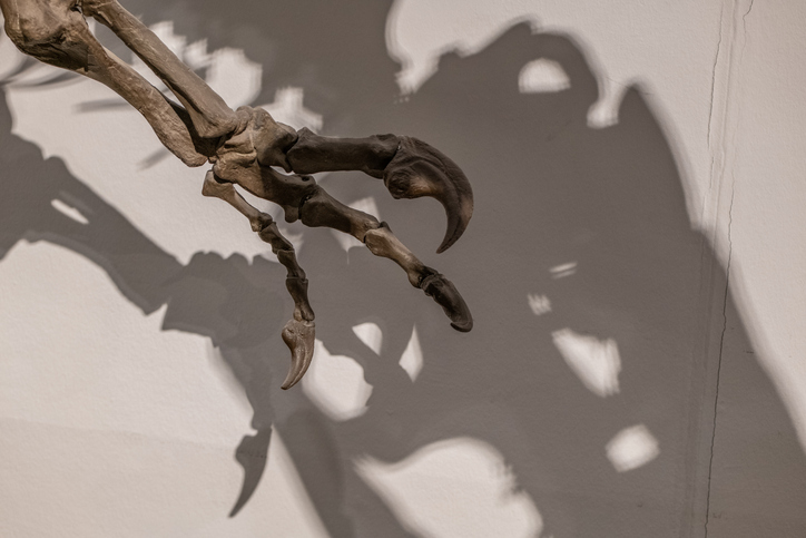 paw and claws from Ceratosaurus and shadow on white, isolated