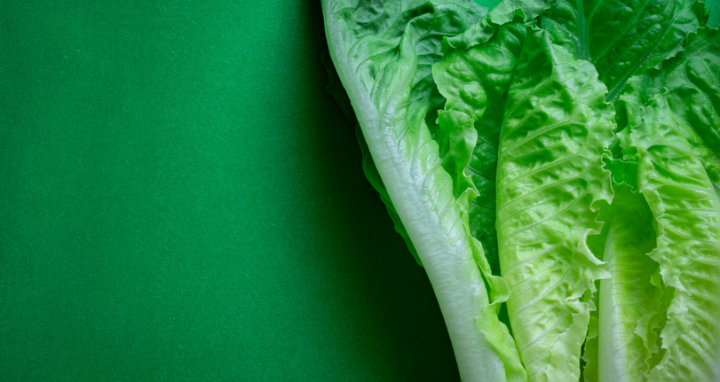 Fresh romaine lettuce on vibrant green background
